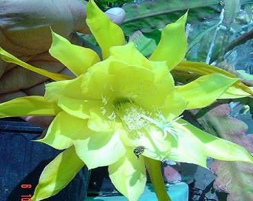 Epiphyllum 'David Golden Splender' 5 Seeds - Click Image to Close